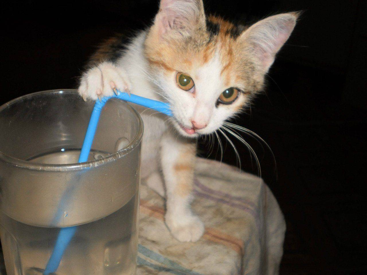 Как научить котенка пить воду