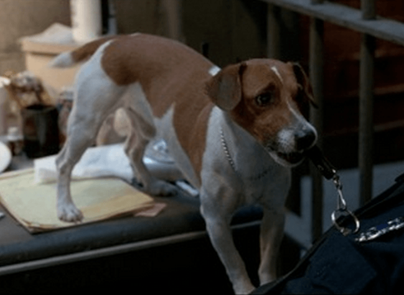 История собаки майло, которая снималась в фильме «маска»: особенности породы