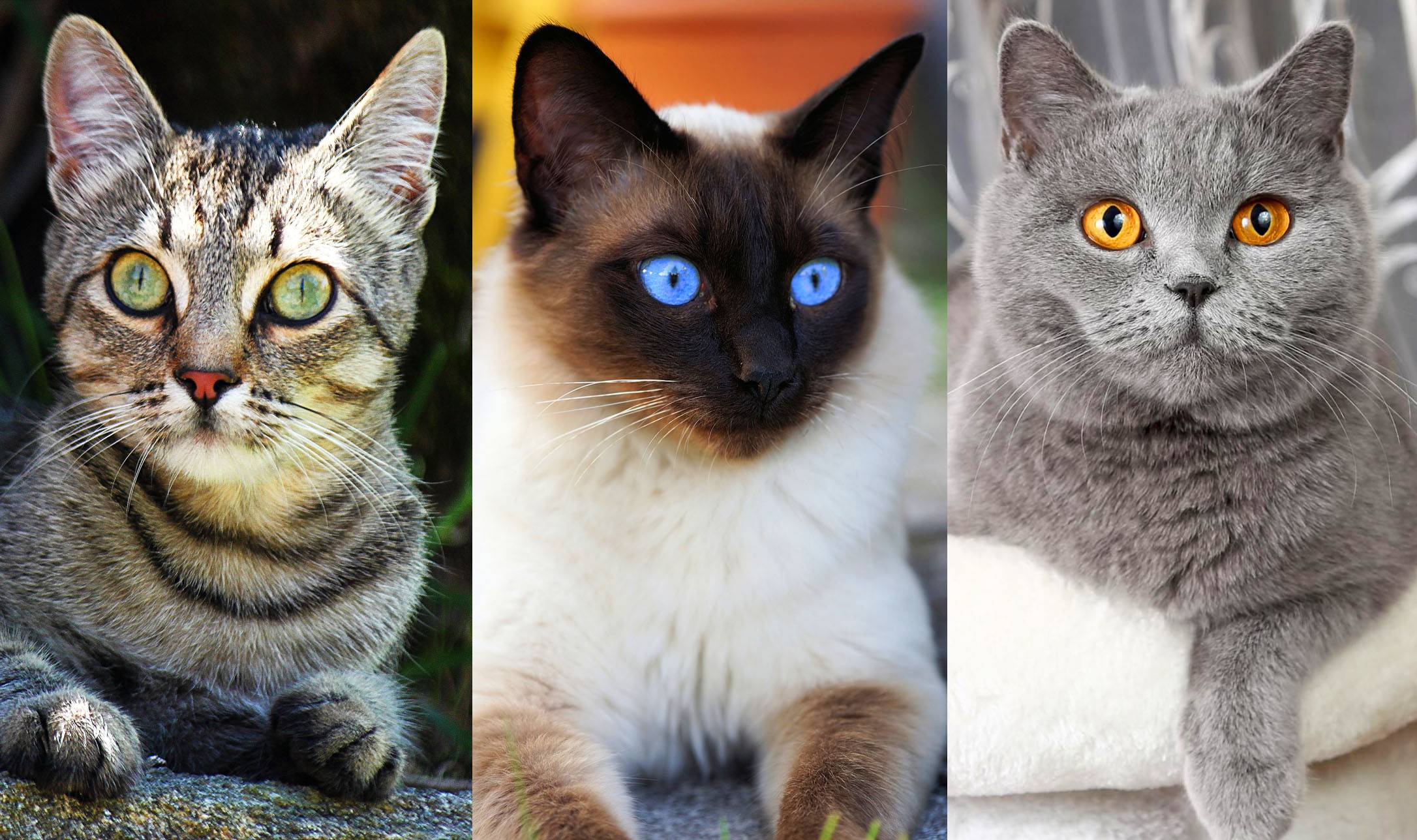 Какие породы кошек самые распространённые в россии. топ-10 самых популярных пород кошек с описанием и фото