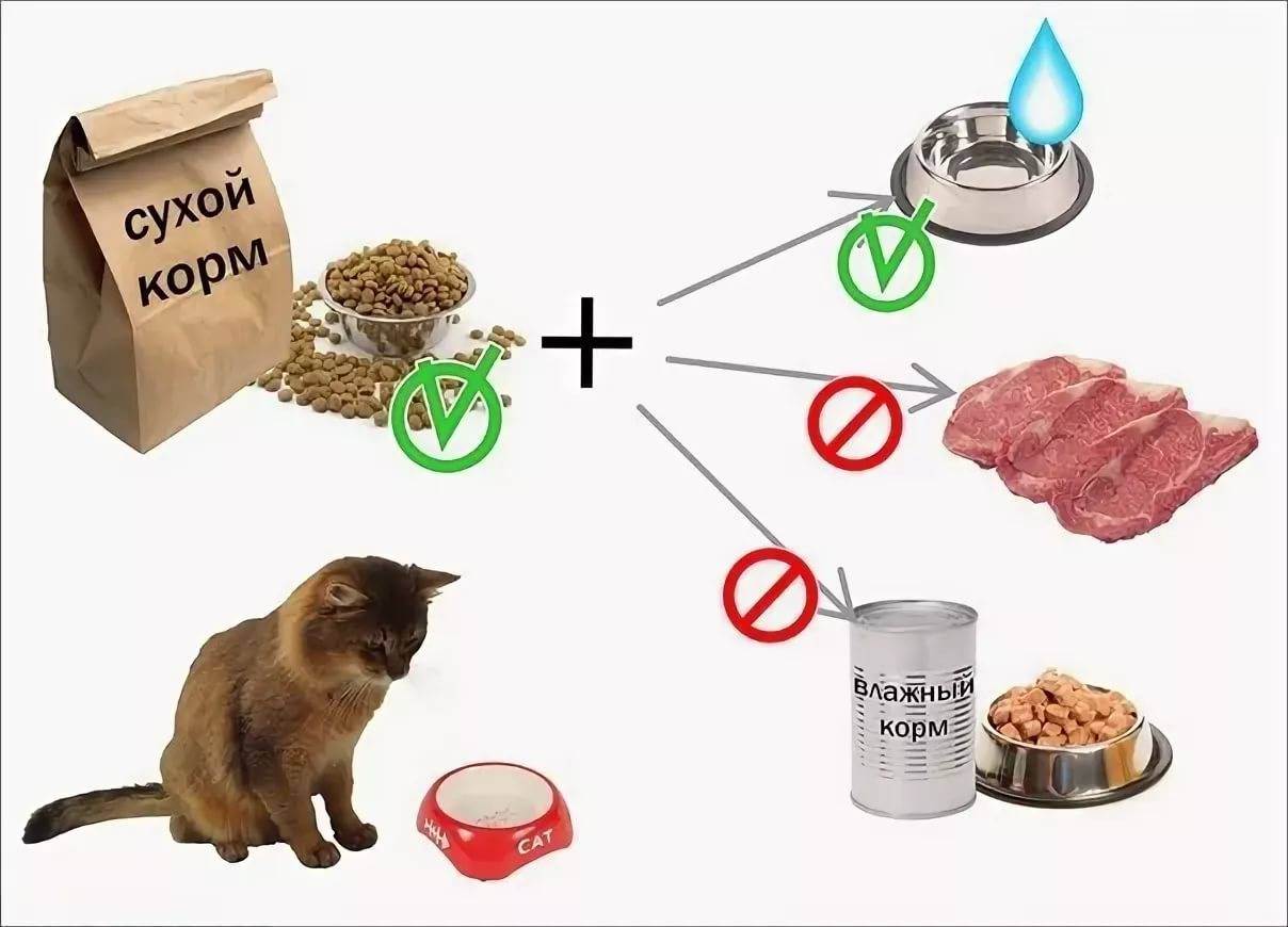 Сколько раз в день кормить кошку — количество и частота кормления