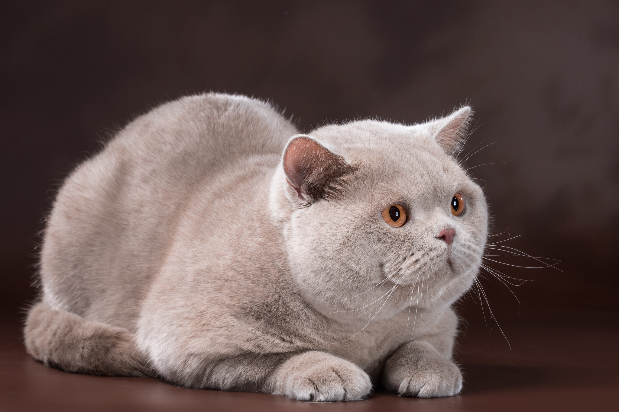Фотографии породы британских кошек. Британская короткошёрстная кошка. Британская короткошёрстная кошка лиловая. Окрас фавн британских кошек. Лиловый кот британец.