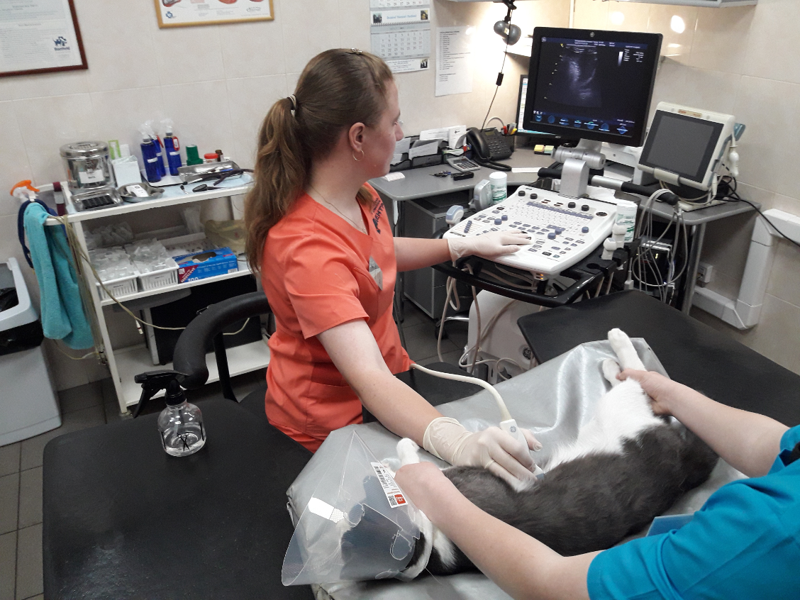 Узи для кошек: подготовка, как проводят процедуру