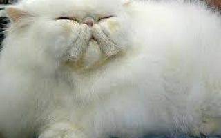 Почему шотландский и британский кот сопит и храпит во сне? почему кот или кошка сопит носом при дыхании мой кот храпит во сне.