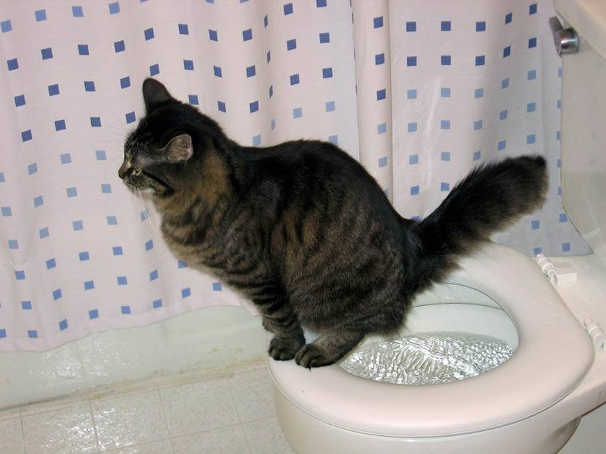 Сколько раз стерилизованная кошка должна ходить в туалет | my darling cats