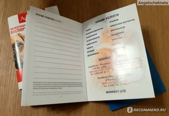 Ветеринарный паспорт для кошки: как получить и заполнить правильно