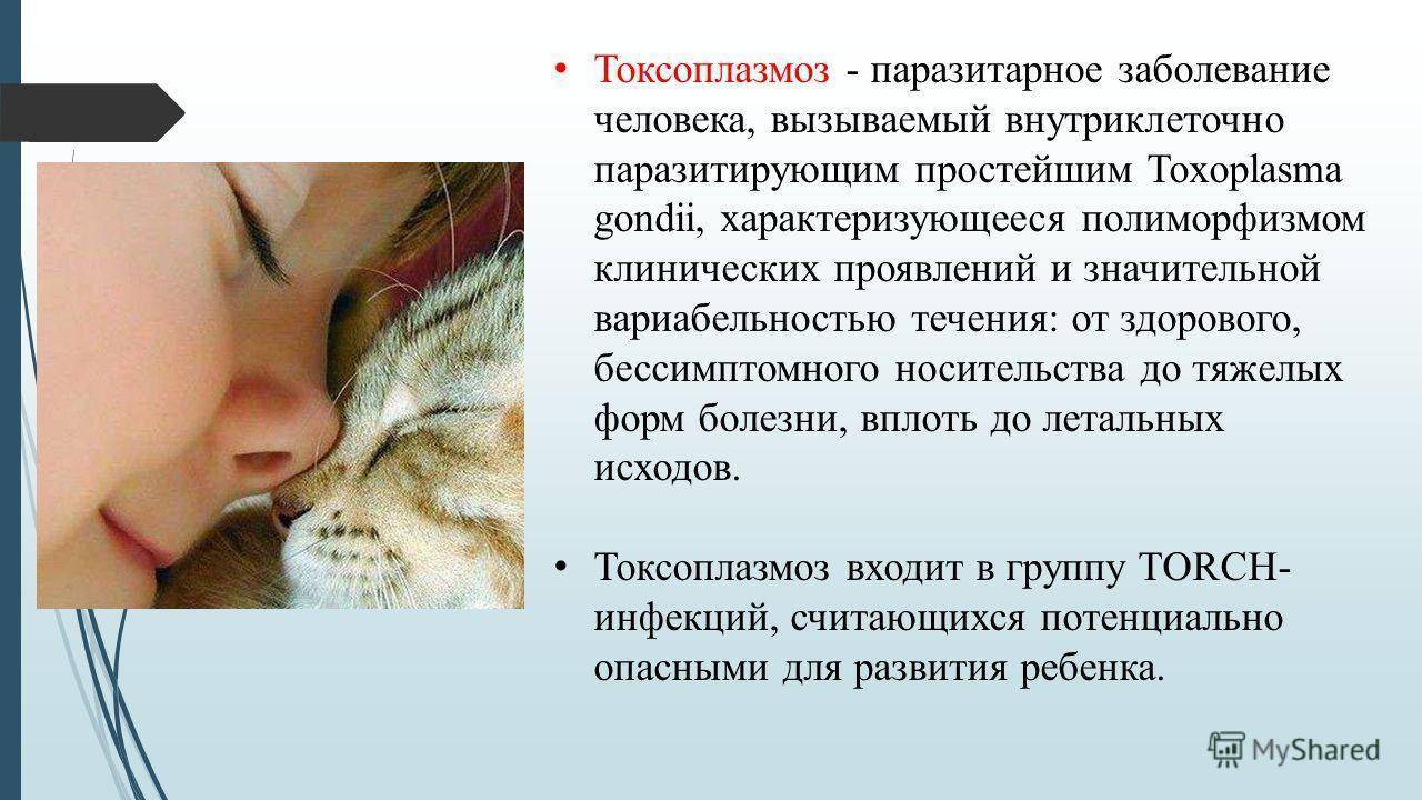 Токсоплазмоз на мягких лапах: опасна ли кошка в доме? - новости медицины