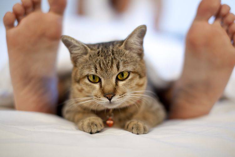 Почему кошка топчет вас лапками? | | блог ветклиники "беланта"
