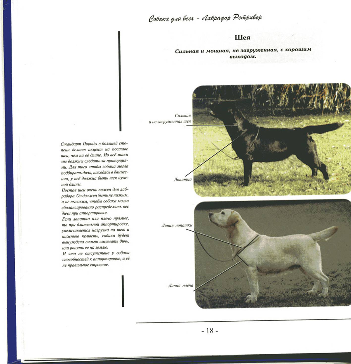 Характеристика собаки породы питбуль
