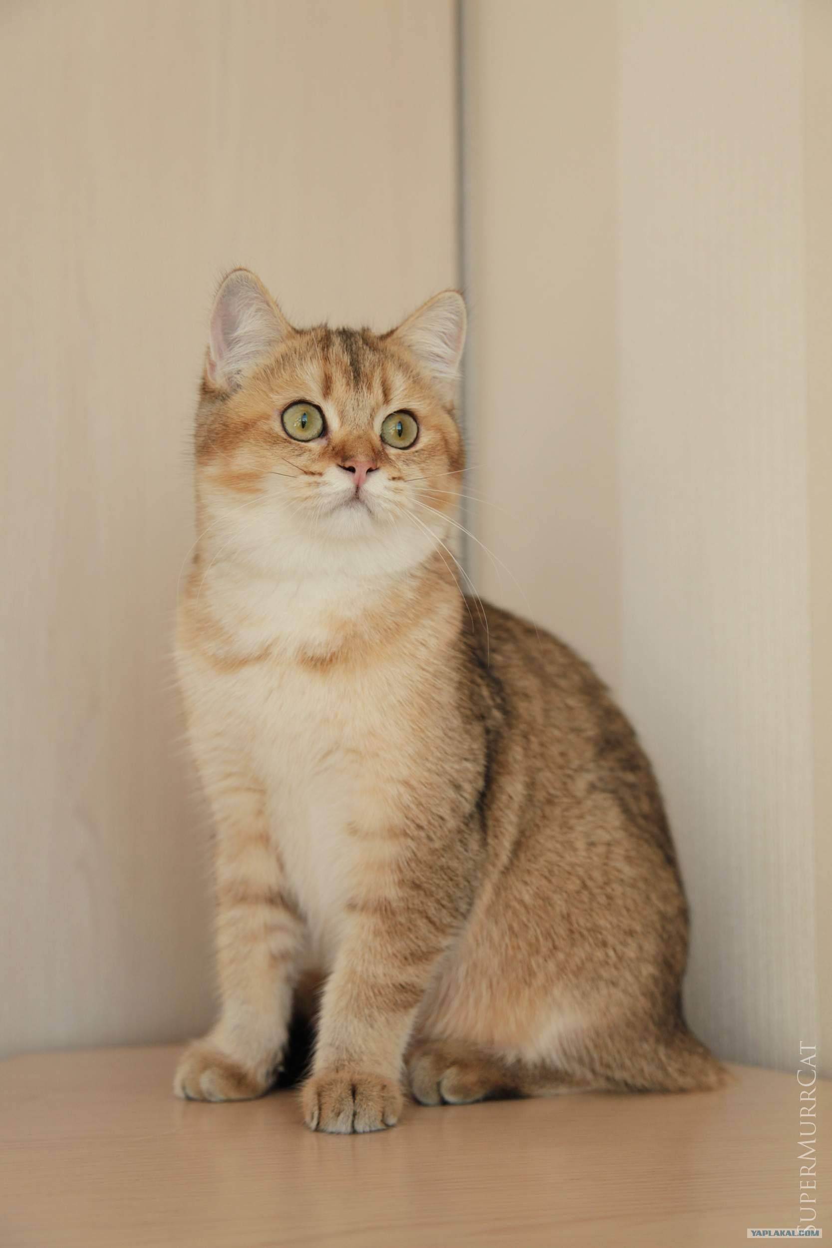 Самые красивые кошки: рейтинг и описание пород
