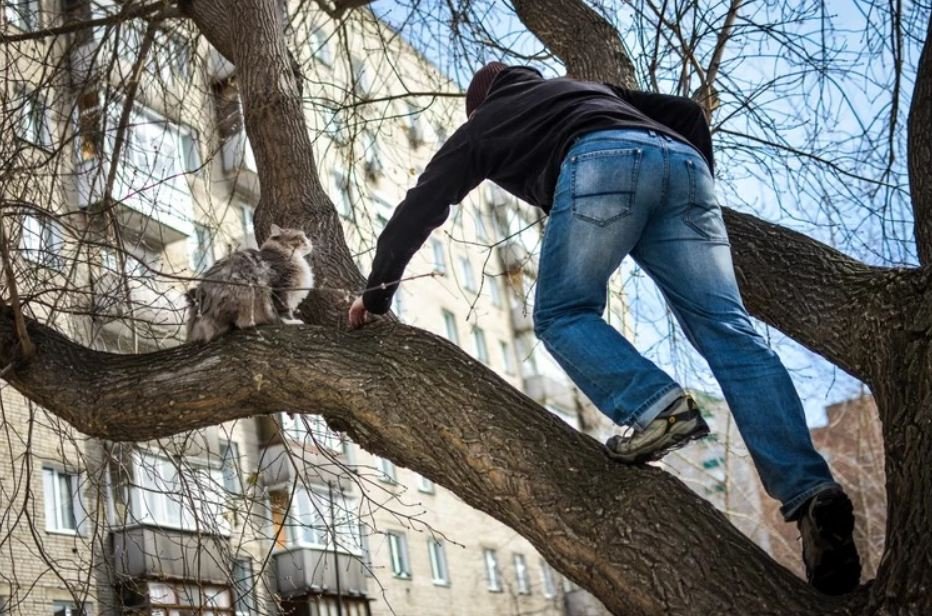 Как снять кошку с дерева, служба снимающая кота с высокого дерева - zoosecrets