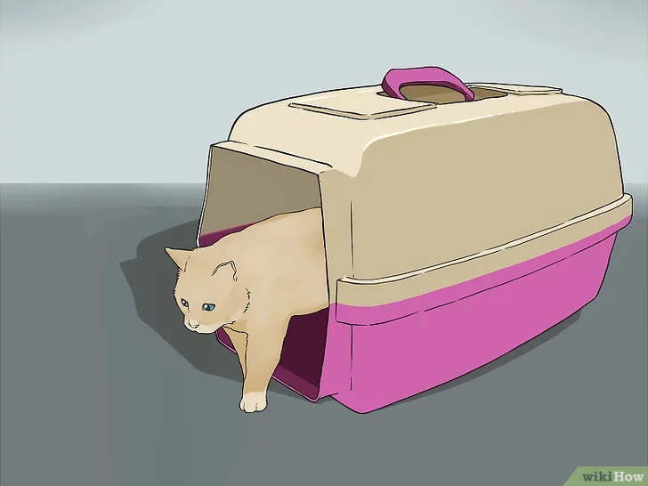 Как перевезти кошку на дальнее расстояние: что взять с собой и как успокоить питомца