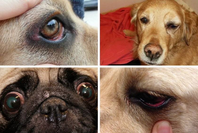 Почему у собаки покраснели белки глаз и слезятся или даже гноятся