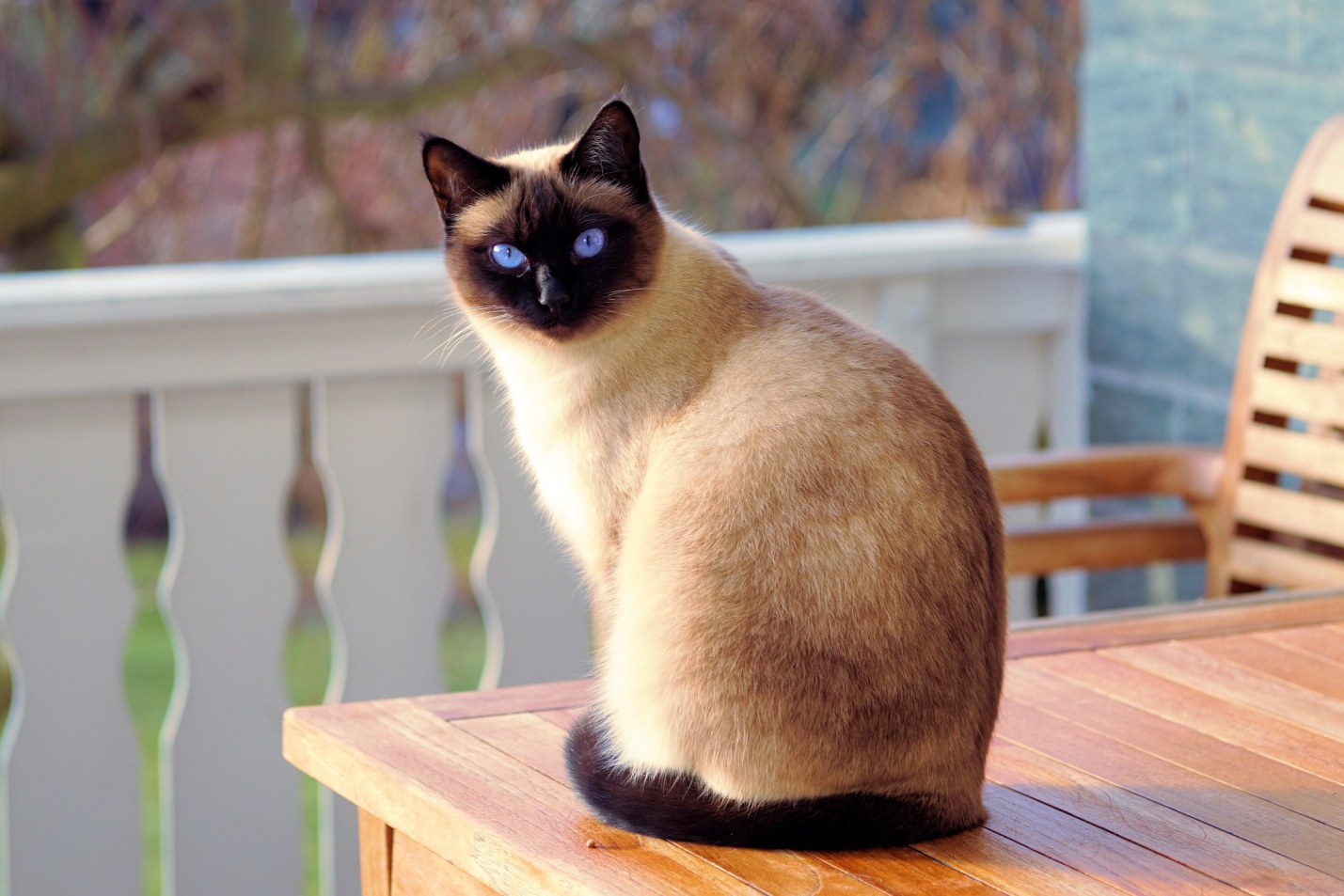Сколько живут сиамские кошки в домашних условиях?