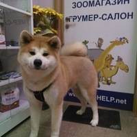 В один клик: как записаться с кошкой или собакой к ветеринару через mos.ru