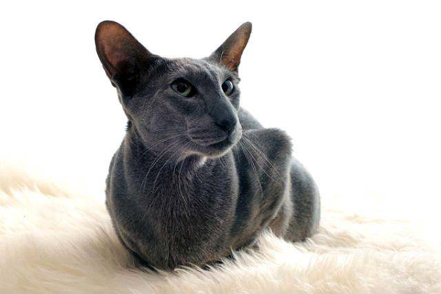 Кошки с круглыми ушами: список и описание пород