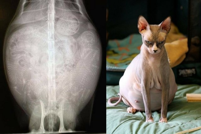 Беременные кошка сфинкс - сколько ходят, фото, чем кормить