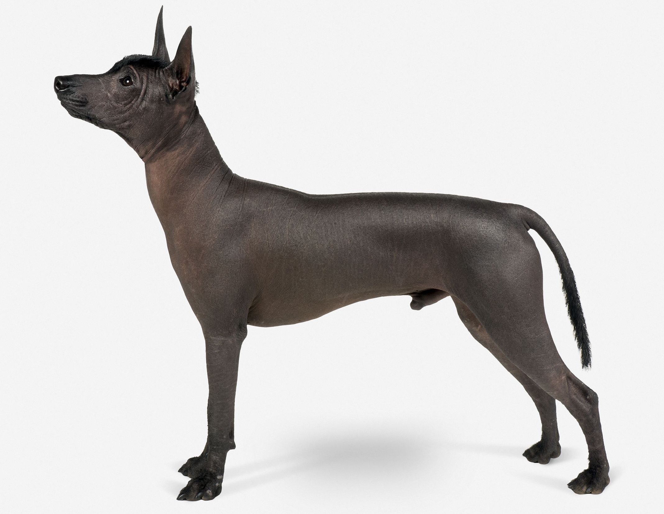 Ксолоитцкуинтли - описание породы и характер собаки