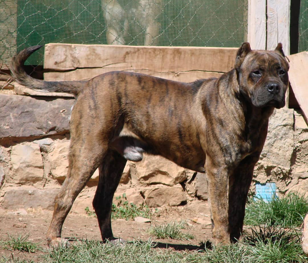Алано собака описание породы — сайт эксперта по животным