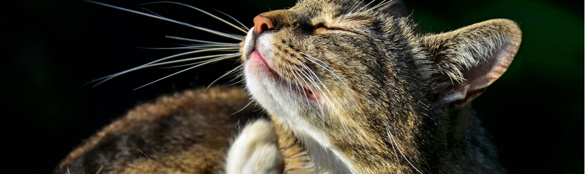 У кошки пропал голос: в чем причина и что делать, почему котенок или кот хрипит, когда мяукает?