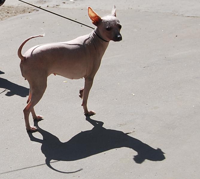 Как выглядят лысые породы собак с хохолком: обзор мексиканской ксолоитцкуинтли