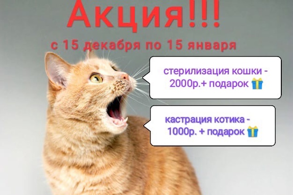 Почему кот постоянно мяукает и орет: разберемся в этих причинах - kupipet.ru