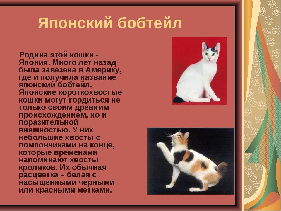 Кот бобтейл — описание породы и фото
