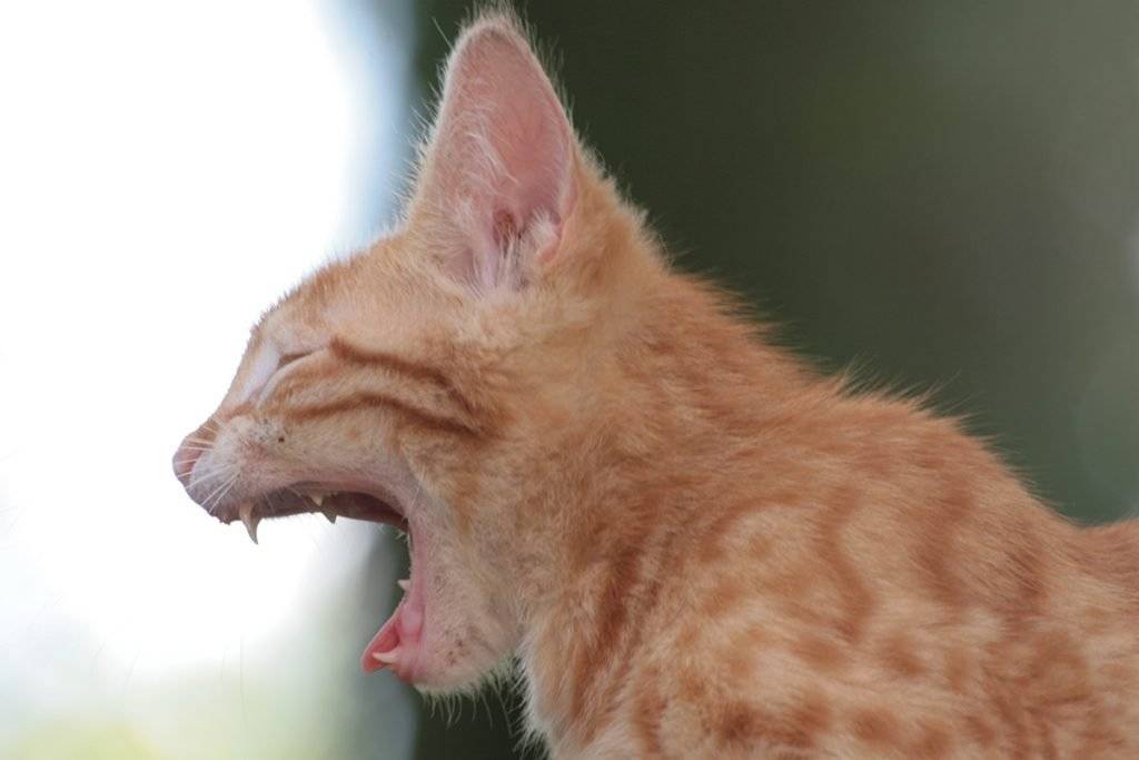 Почему кошка чихает? что делать, если это происходит постоянно?