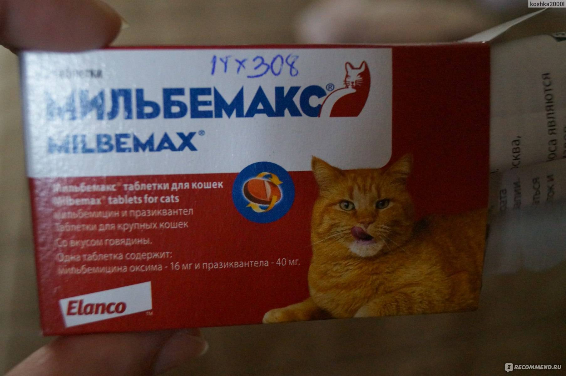 «мильбемакс» для кошек: отзывы, инструкция :: syl.ru