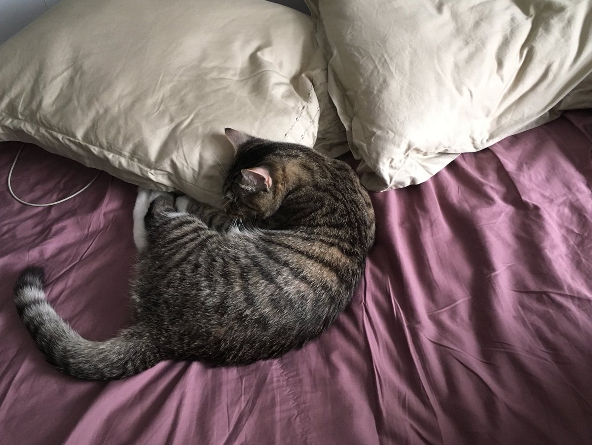 Сон на хозяине: почему кошки так делают