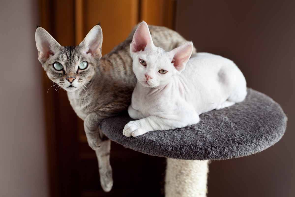 Как выбрать лучшую породу кошек для дома — портал о животных lapy-i-hvost.ru