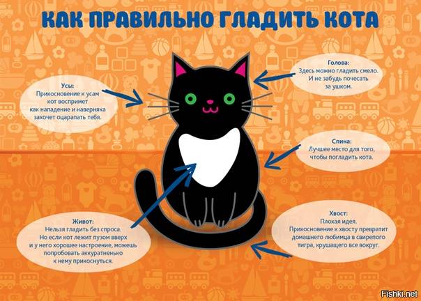 В каком месте кошки любят чтобы их гладили - oozoo.ru