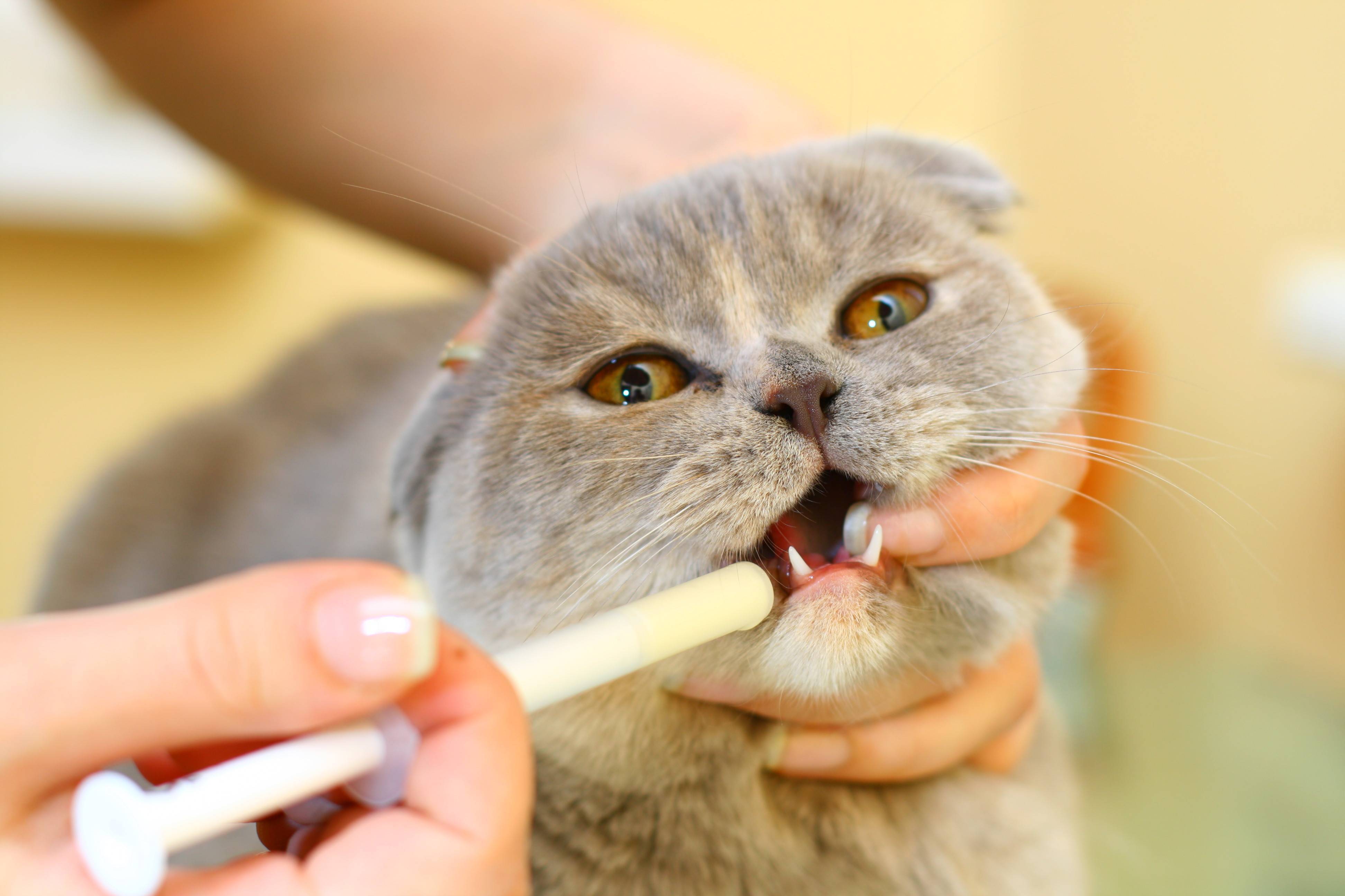 Пена изо рта у кошки: причины и как лечить