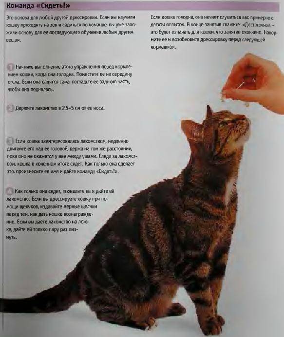 Клички для кошек девочек, красивые имена для кошечек и котят