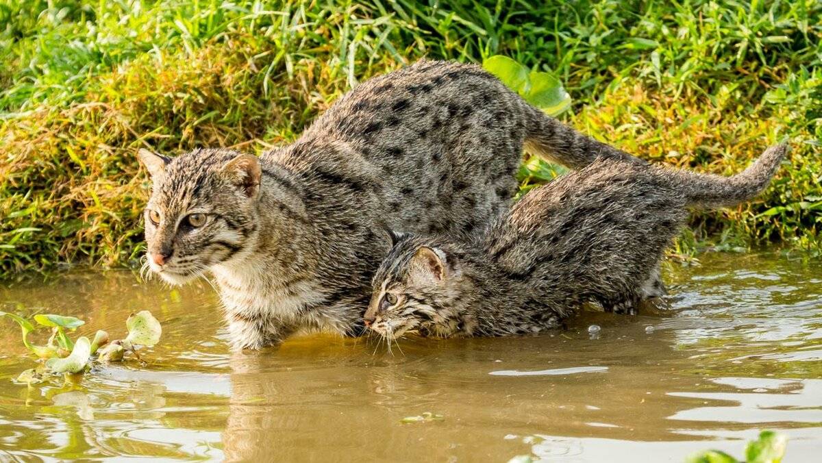 Виверровый кот-рыболов, виверровые коты рыболовы