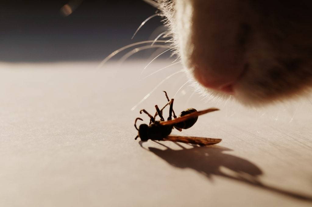 Что делать если кошку укусила оса или пчела, первая помощь
