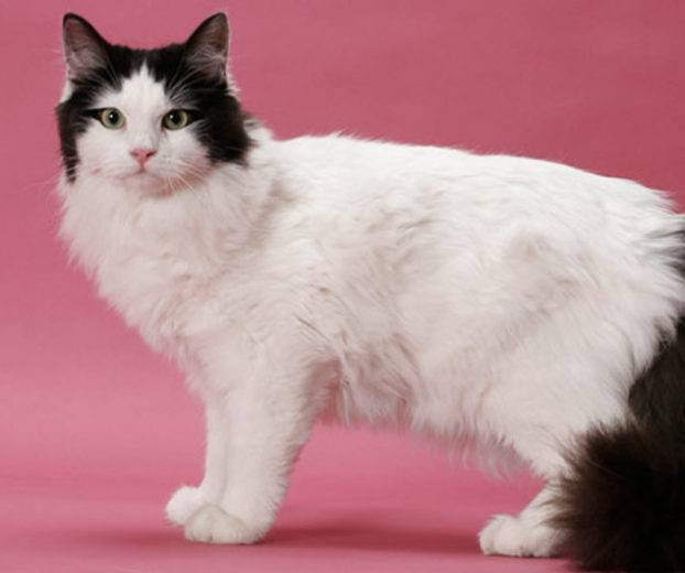 Порода кошки рагамаффин: как выглядит, чем кормить и как ухаживать