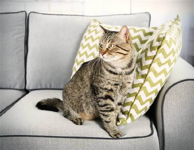 Как избавиться от запаха кошачьей мочи: на ковре, диване, одежде, обуви и других местах в вашем доме