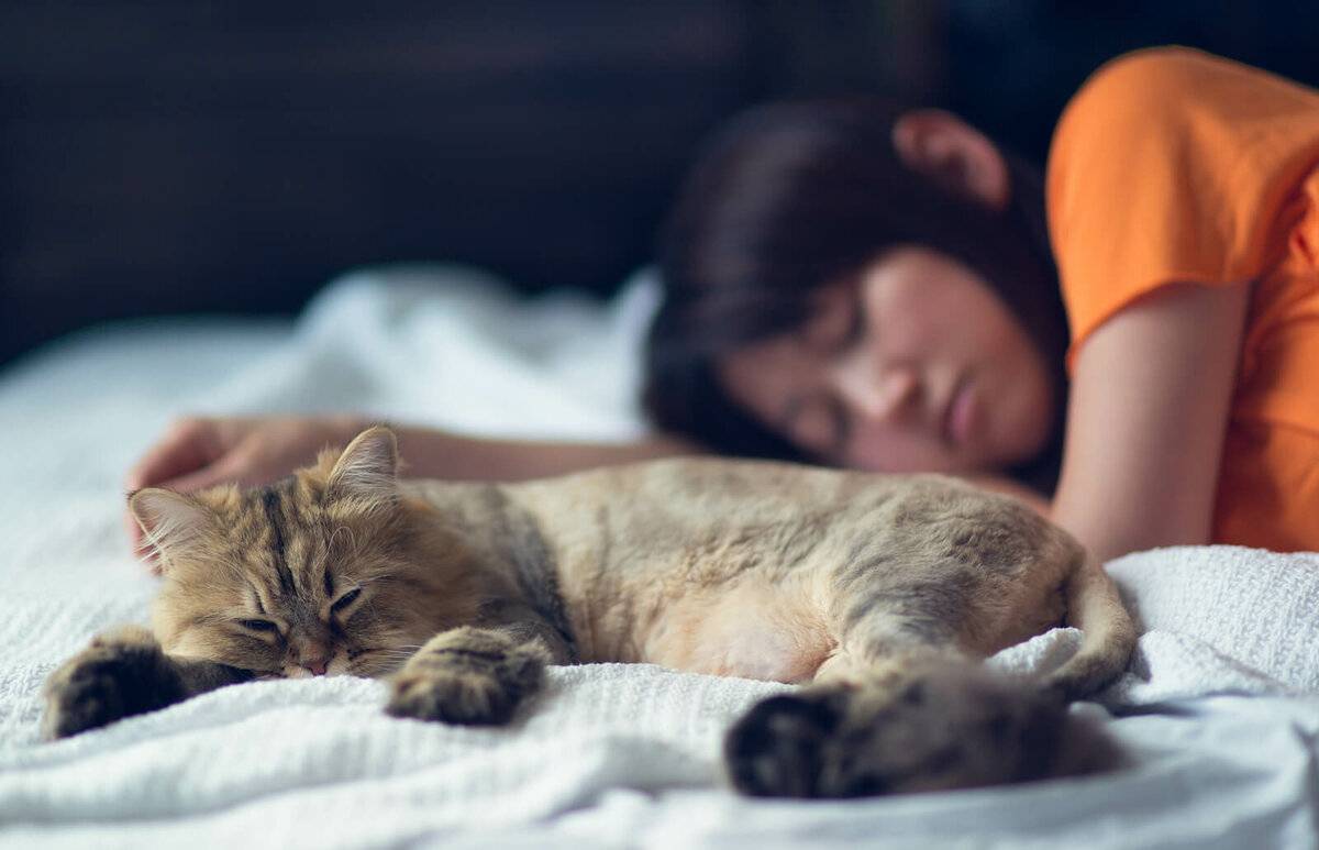 Почему кошка спит в вашей постели: основные приметы и что это может значить