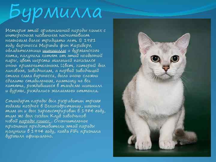 Бурмилла (кошка): описание породы