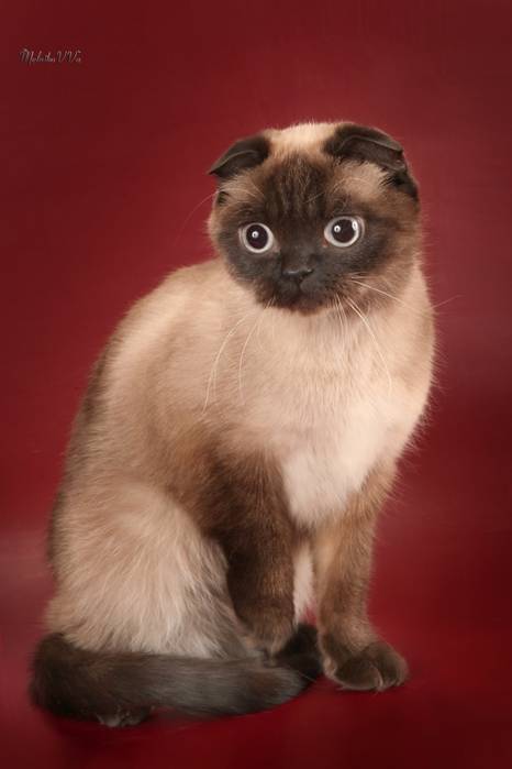 Помеси сиамской кошки: фото метисов с дворовым котом, мейн-куном, британским, шотландской вислоухой