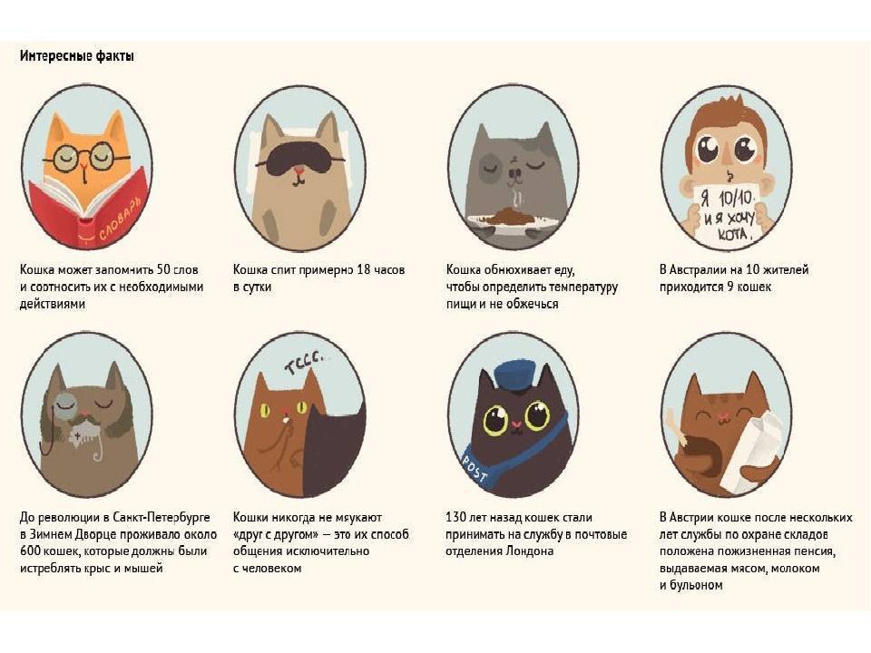 Перечень и описание всех интересных фактов о котах и всем семействе кошачьих