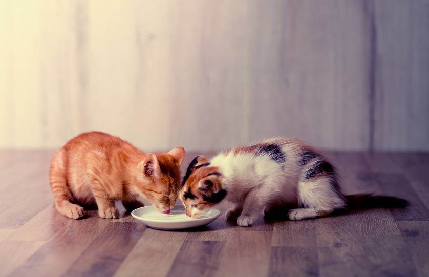 Сонник кормила кошку. Котенок пищит. Как кормит трех котов сразу.