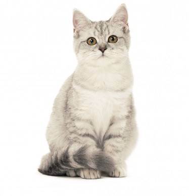 Описание шотландской вислоухой кошки, характер, правильное кормление + варианты имен.