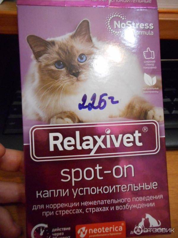 Выбираем эффективное успокоительное для кошек