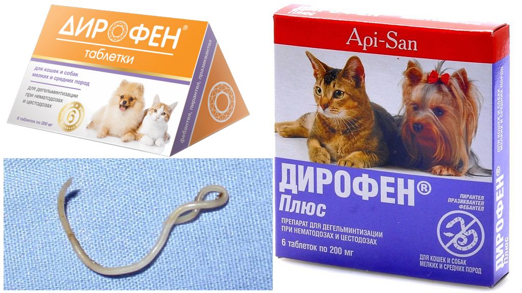 Как дать кошке таблетку от глистов — способы, меры предосторожности