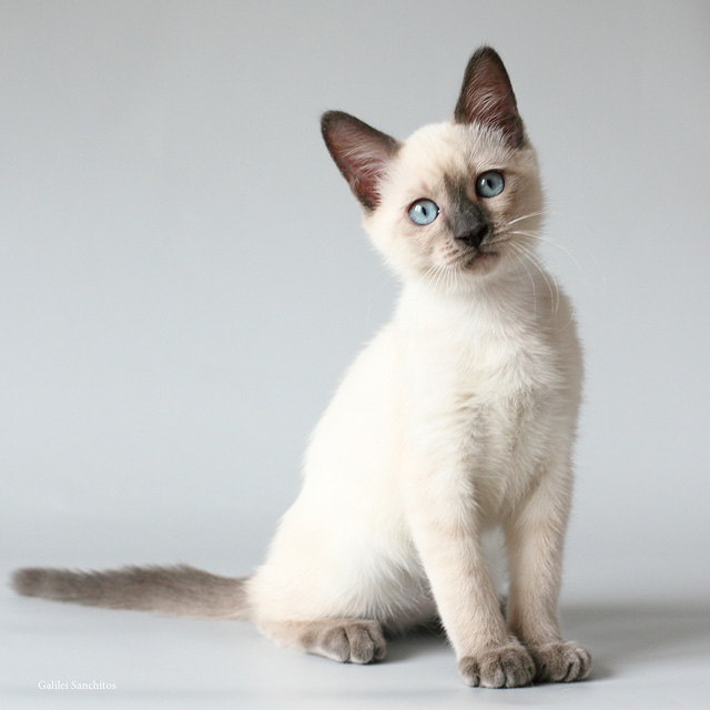 Имя для сиамского кота и кошки: как назвать девочку и мальчика, лучшие клички