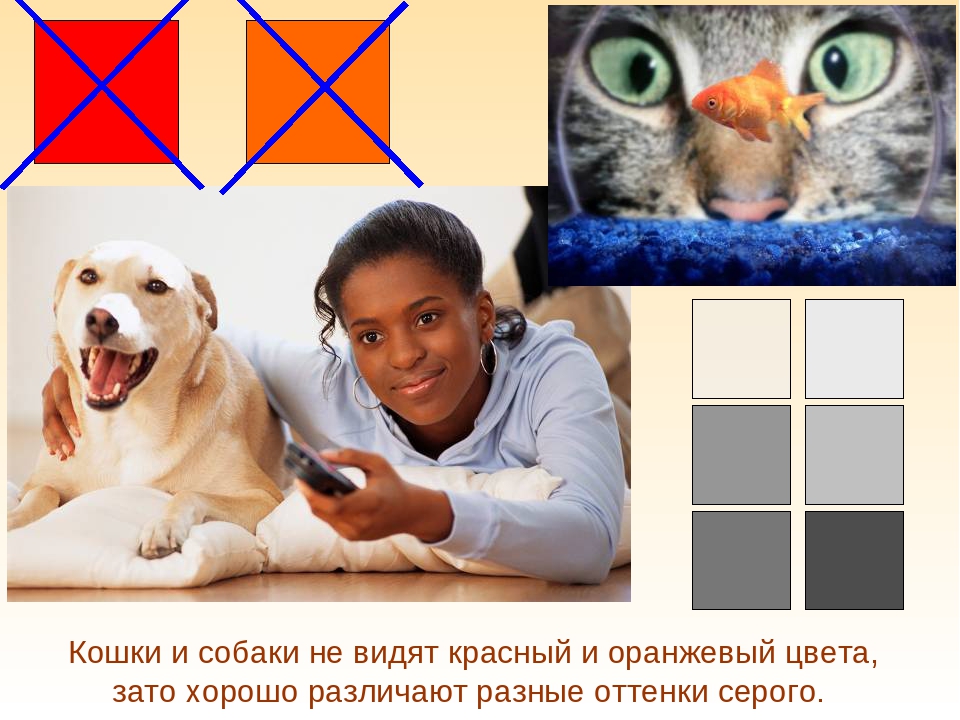 Как кошки видят ночью?