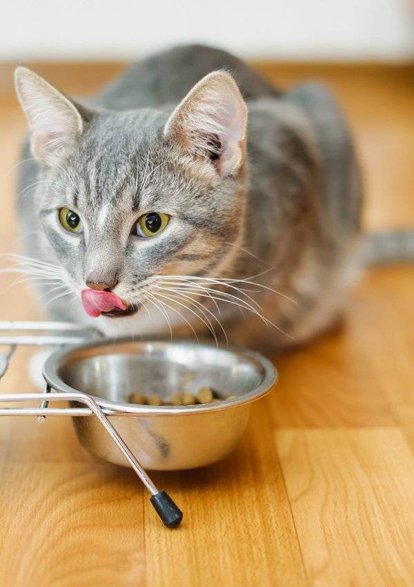 Кошка плохо и мало ест - причины, что делать