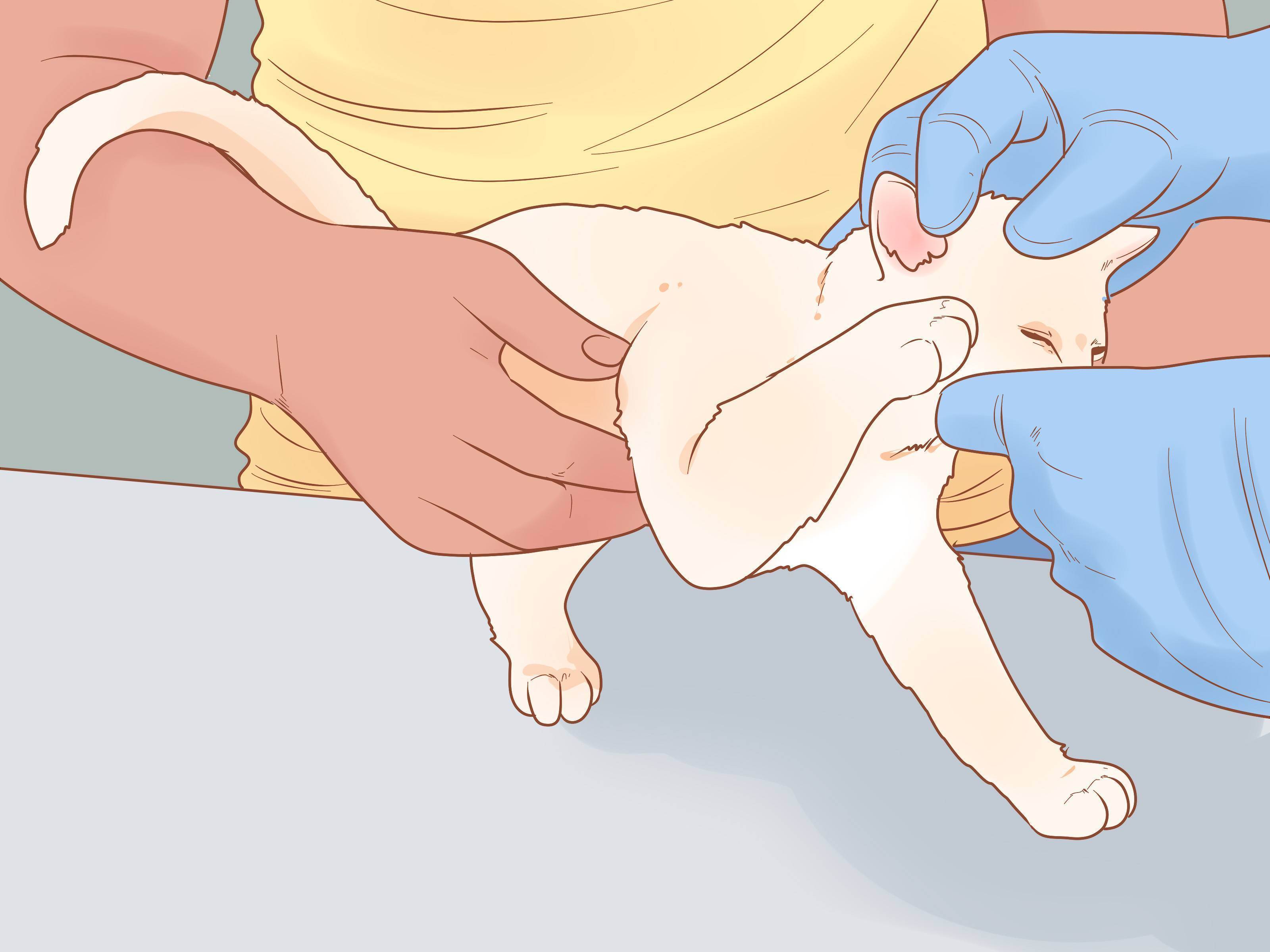 Правила ухода за кошкой и новорожденными котятами