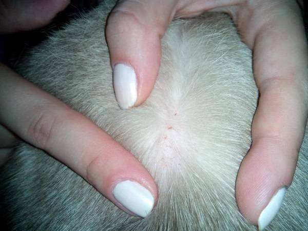 Постинъекционная (поствакцинальная) саркома у кошек - как выглядит, симптомы, лечение